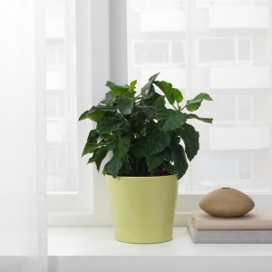 گلدان ایکیا SKOGSVINBAR سایز 12 سانتی