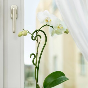 پشتیبان رشد گیاه ایکیا KASKADPIL سایز 16 در 50 سانتی