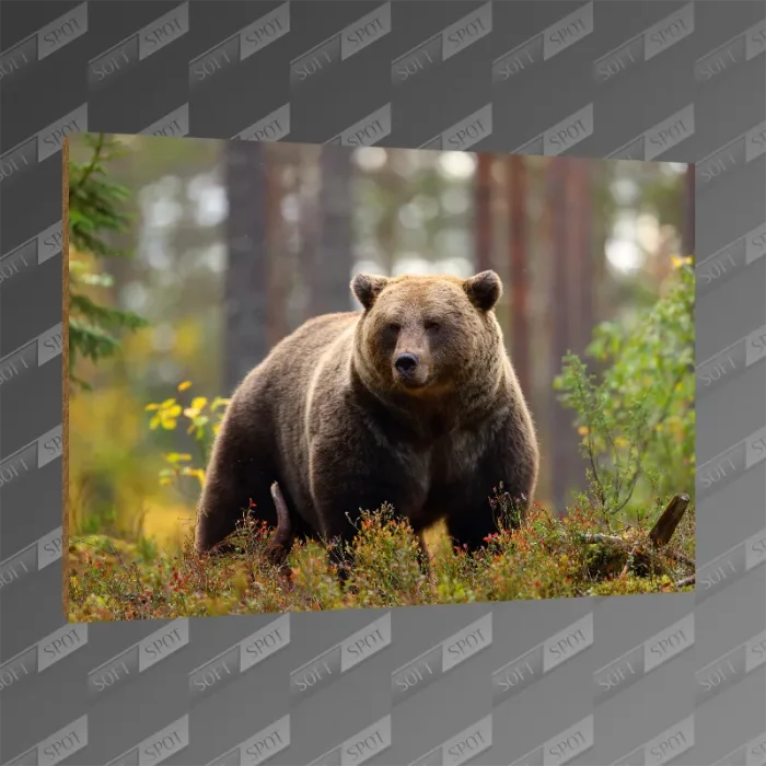 تخته شاسی طرح Grizzly bear MDF-86