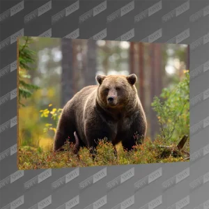 تخته شاسی طرح Grizzly bear MDF-86