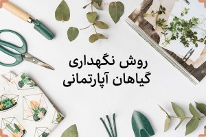 برای حفظ و به حداکثر رساندن شادابی گیاهان  توصیه ها عمومی را که در این مقاله آورده ایم مطالعه بفرمایید و با شرایط عمومی نگهداری از گیاهان از جمله شرایط تنفس گیاه، نیاز آبی، شرایط بهره مندی از نور ، دمای محیط، خاک گیاه و آفات تا حدود زیادی آشنا شوید.