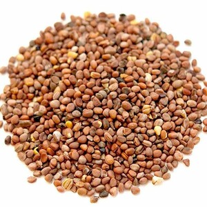 بذر تربچه ایرانی (70 گرم)