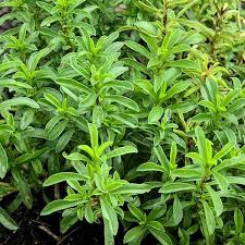 عرق مرزه (1 لیتر)