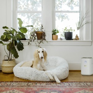 دستگاه تصفیه هوا کارچر مدل AF20