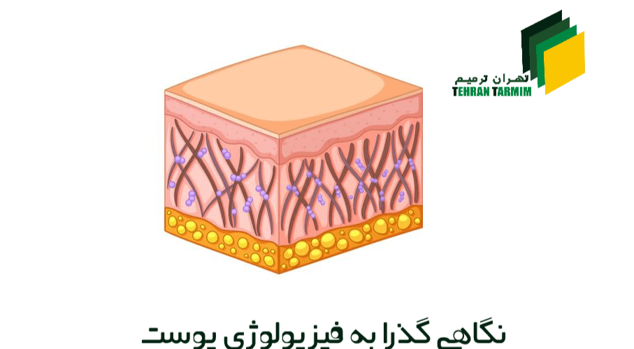 نگاهی گذرا به فیزیولوژی پوست