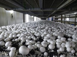 هوشمند سازی سالن قارچ (مطلب)