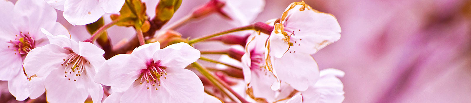 راهنمای کامل نگهداری و تکثیر گل چمچه‌‌ای (اسپاتیفیلوم) در خانه