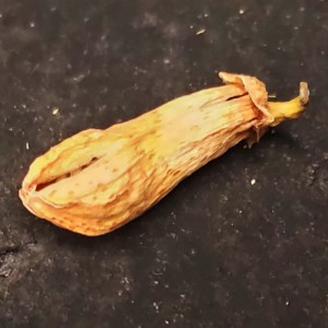 دمنوش بهار نارنج