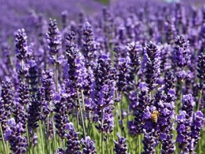 اسطوخودوس (لوندر) گیاه معجزه گر