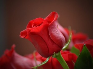 خواص و رایحه  اسانس گل رز سرخ