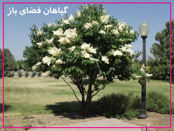 گیاهان فضای باز