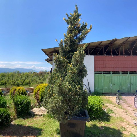 کاج کامیس مش جعبه 90 و 60