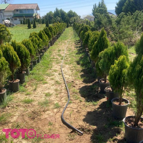 کامیس نوک دار سطل 12.5