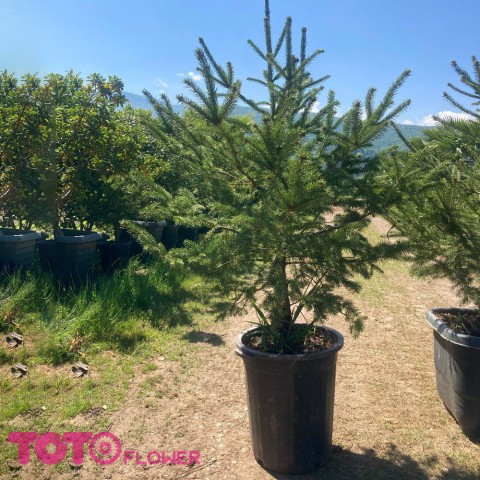 درختچه کاج نوئل سبز جعبه 40