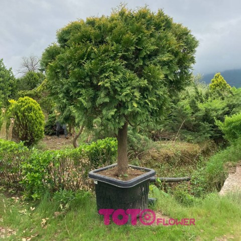 کامیس عطری پیوندی جعبه ۶۰