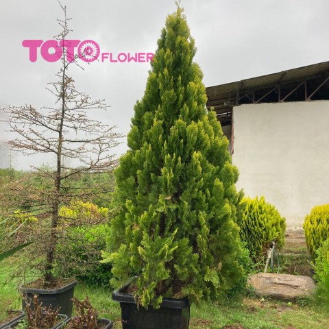 کامیس نوکدار ارتفاع 3 متر