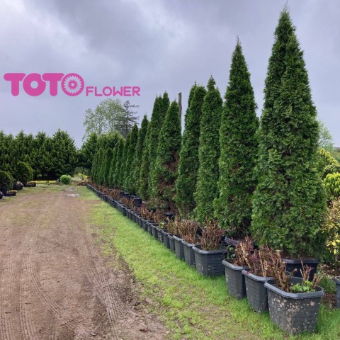 سرو تویا جعبه 50 و 55