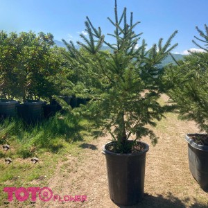 درختچه کاج نوئل سبز جعبه 40