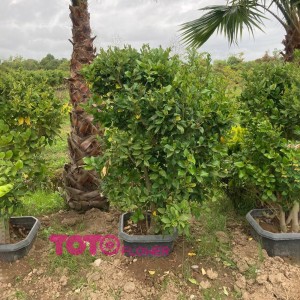 یاس هلندی جعبه 45