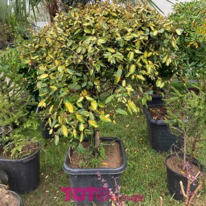 درختچه الیاگنوس  جعبه ۵۰