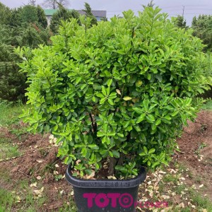 شمشاد جعبه ۵۰