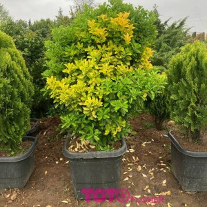 شمشاد طلائی جعبه ۵۰