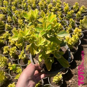 شمشاد کوچک سطل 4