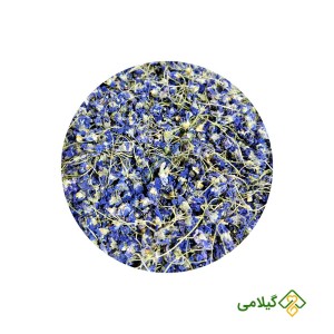 گل بنفشه گیلامی