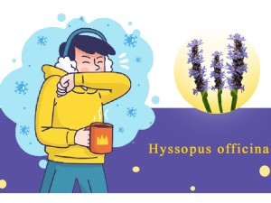 زوفا یک گیاه فوق العاده موثر برای درمان سرماخوردگی و سرفه بشمار می رود. همچنین از این گیاه برای درمان بیماری های آسم و التهابات ریوی استفاده می کنند.

جهت کسب اطلاعات بیشتر در ادامه مقاله همراه ما باشید.