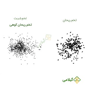 فرق تخم ریحان با تخم شربت گیلامی