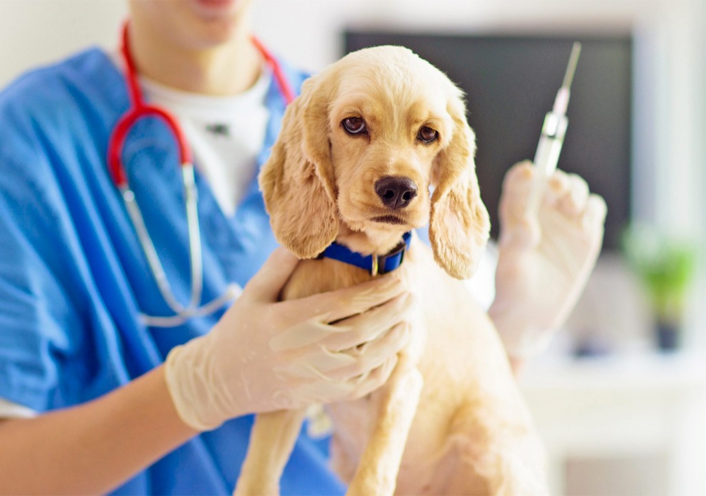 واکسیناسیون پت (گربه، سگ) دقیقا چیه و چرا  مهمه؟