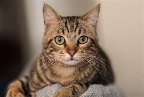 تغذیه خانگی از بدو تولد