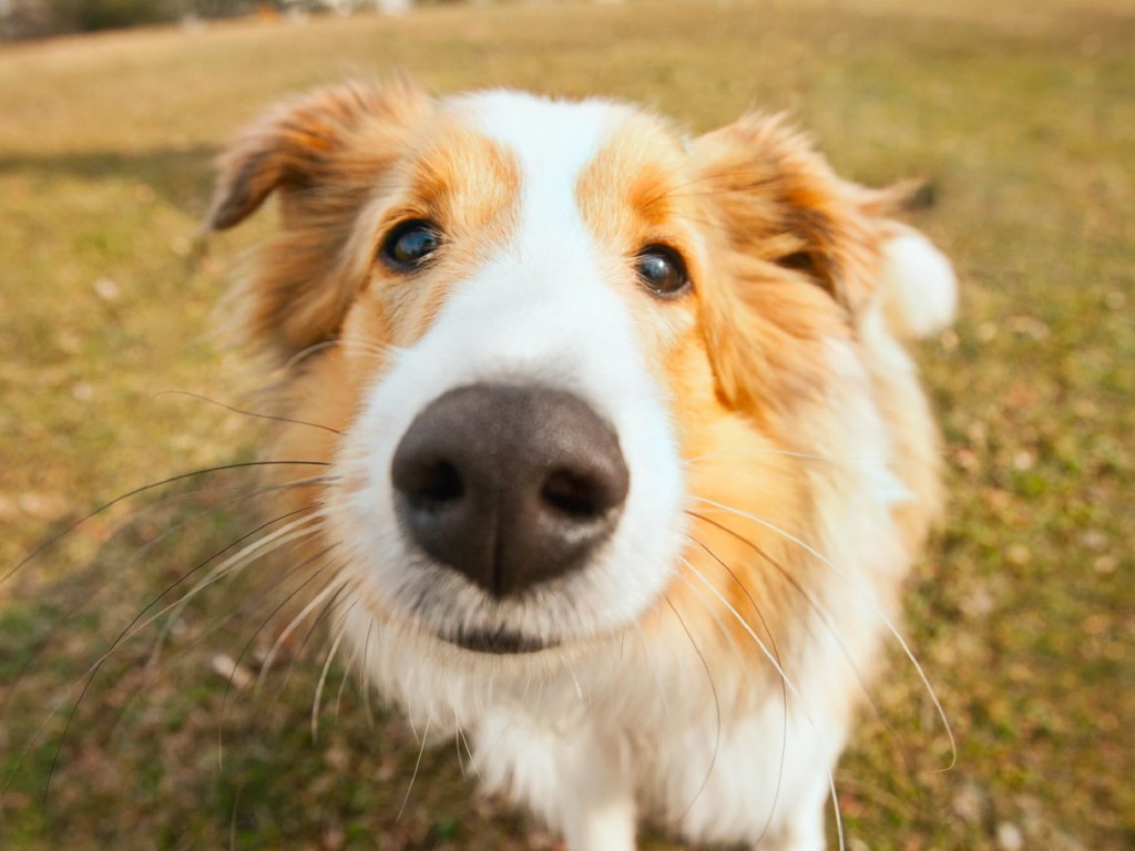 انواع حواس پنجگانه در سگ ها و گربه ها!!!