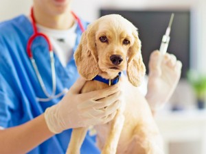 واکسیناسیون پت (گربه، سگ) دقیقا چیه و چرا  مهمه؟