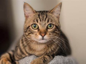 تغذیه خانگی از بدو تولد