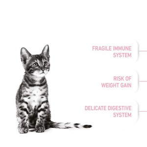 غذای خشک بچه گربه عقیم شده رویال کنین Royal Canin Kitten Sterilised وزن 1 کیلوگرم