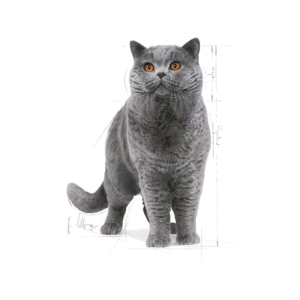 رویال بریتیش ادالت