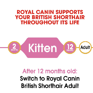 رویال بریتیش کیتن