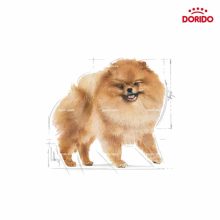 رویال پامر ادالت