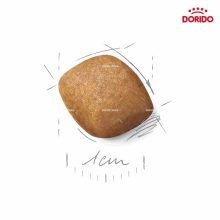 رویال پامر ادالت