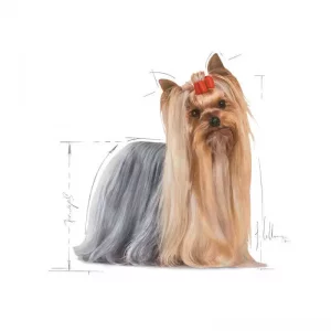 رویال تریر ادالت