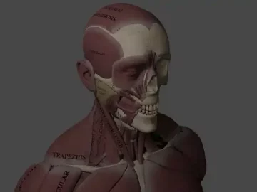 Human Anatomy Puzzle