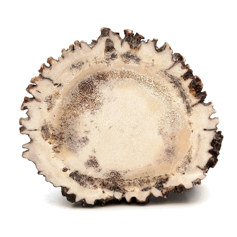 قط زن شاخ گوزن کلکسیونی