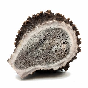 قط زن شاخ گوزن کلکسیونی