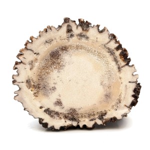 قط زن شاخ گوزن کلکسیونی