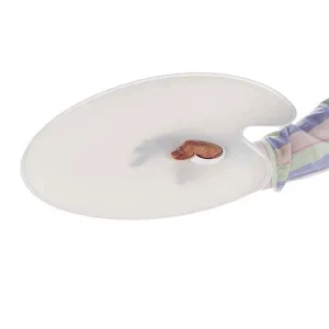 پالت بدون خانه بیضی سفید ساده