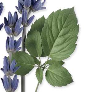 رایحه عطر مارلی سدلی