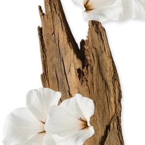 عطر مارلی والایا | Valaya Parfums de Marly