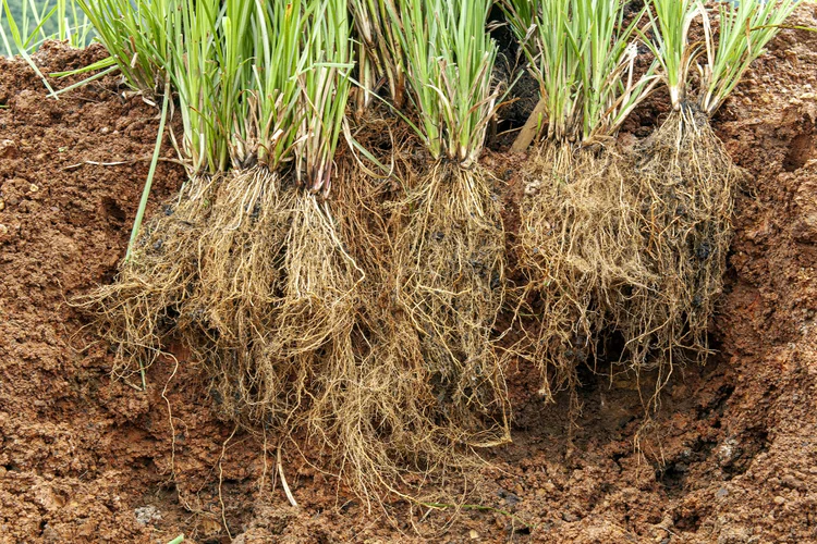 گیاه وتیور یا خس خس