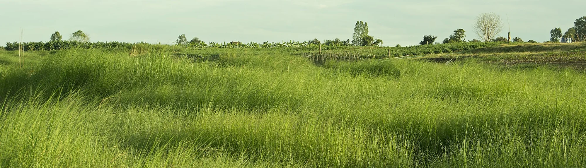 گیاه وتیور و کشت